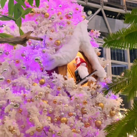 ໑ຼₒ₂₁落樱💮烬染꧔༄`