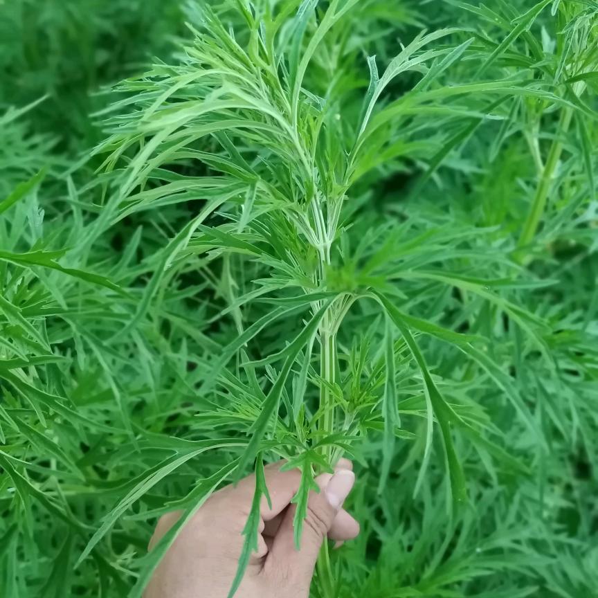 枣阳诚信缘中药材合作社益母草