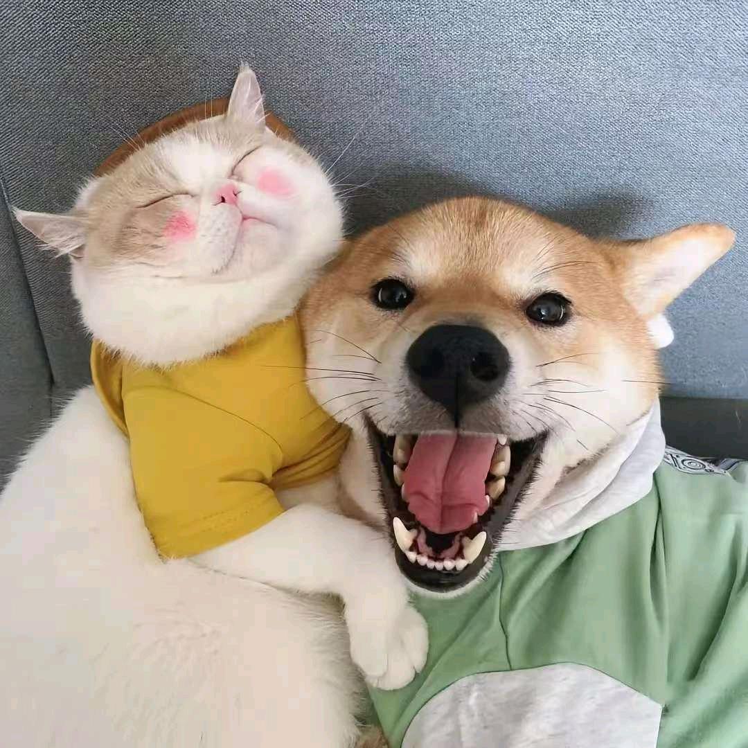 猫大喵了的猫