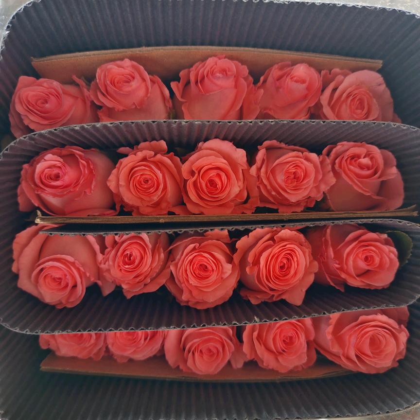 紫倩花卉戴安娜直销