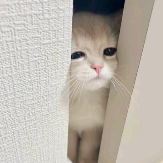 帅炸宇宙的反派猫头