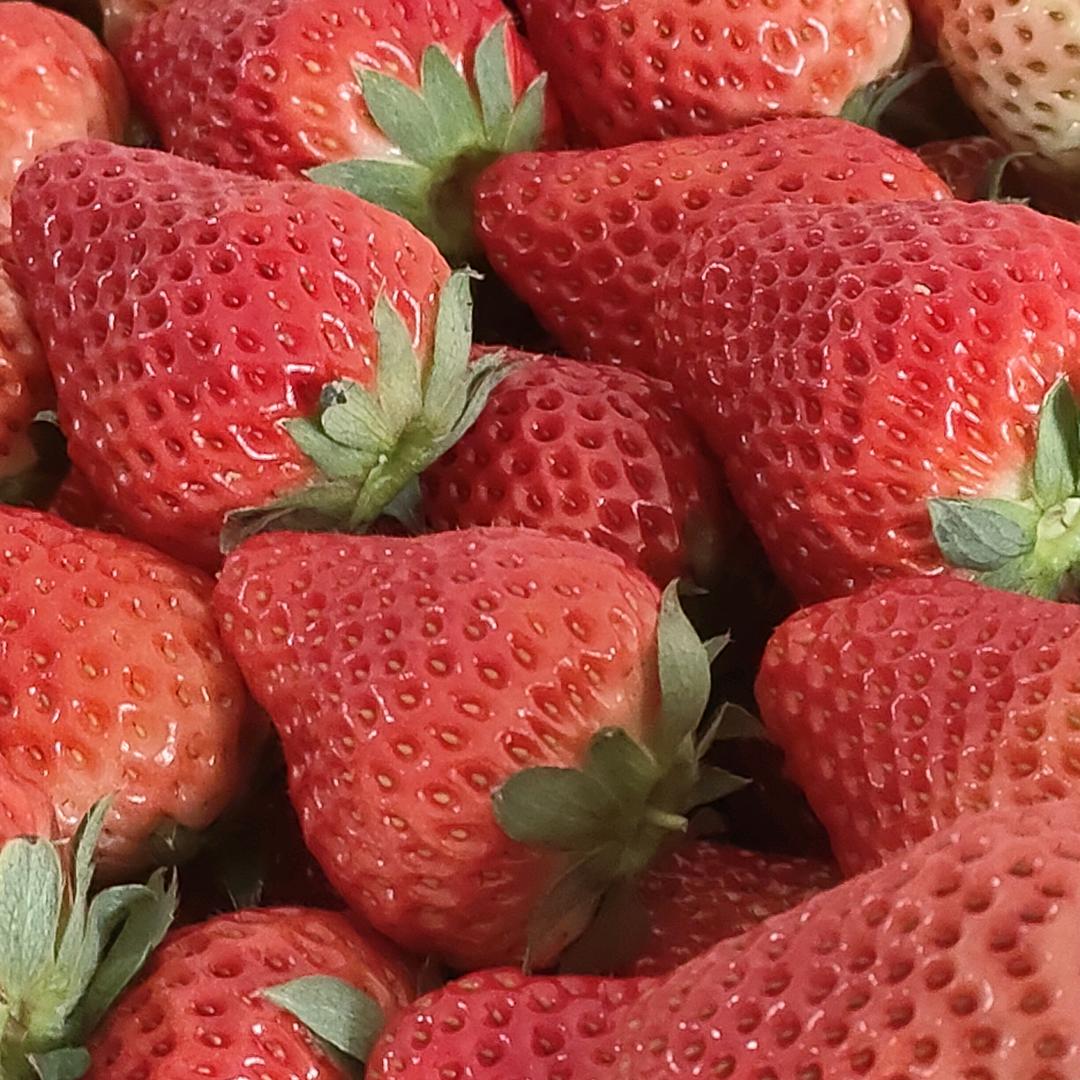 草莓🍓哥