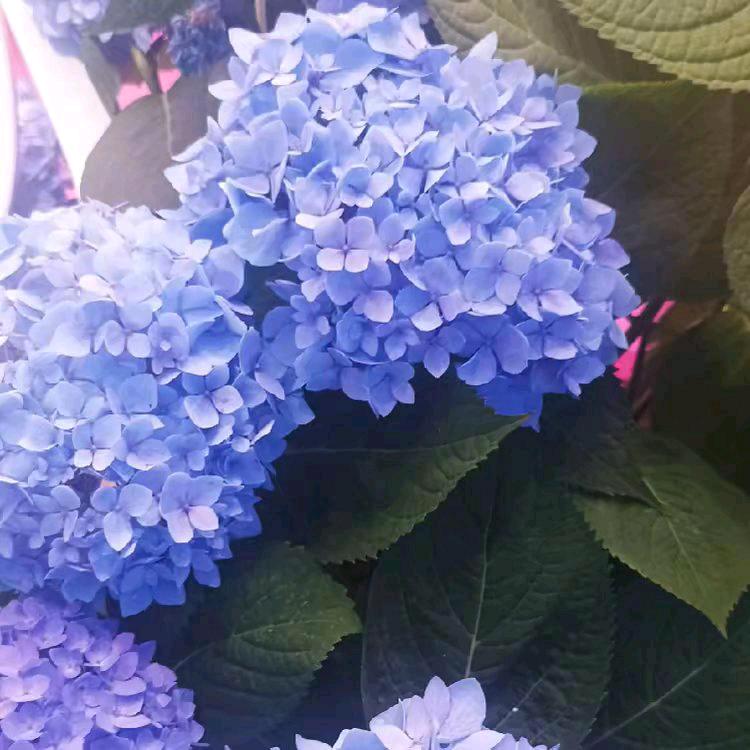 郁郁葱葱🌹满粉