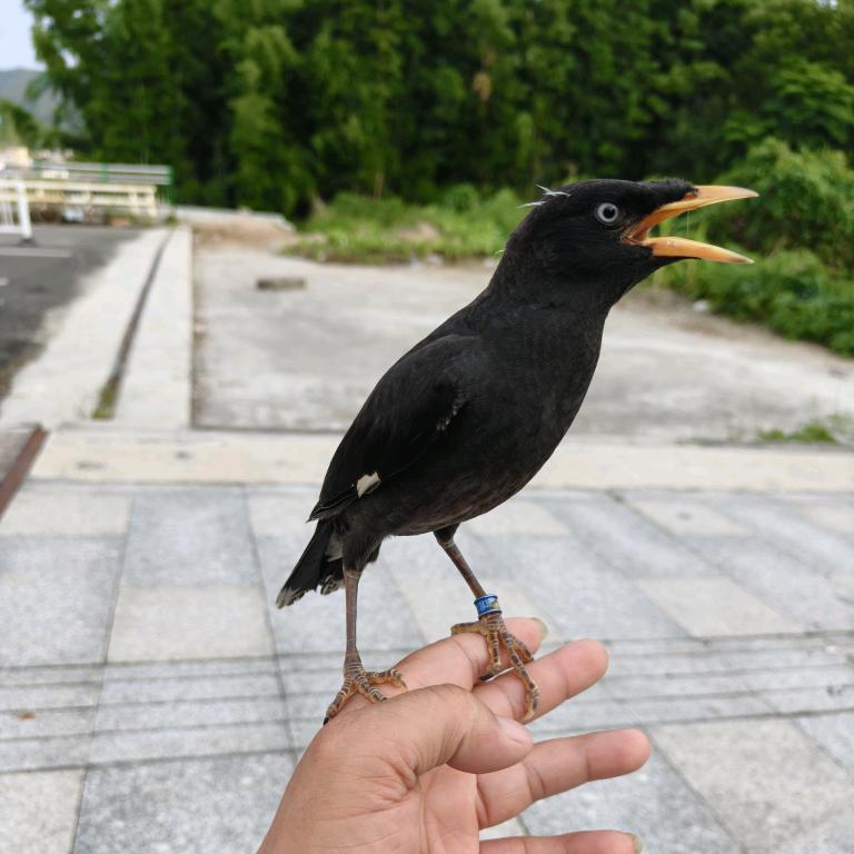 飘鸟王涛仔