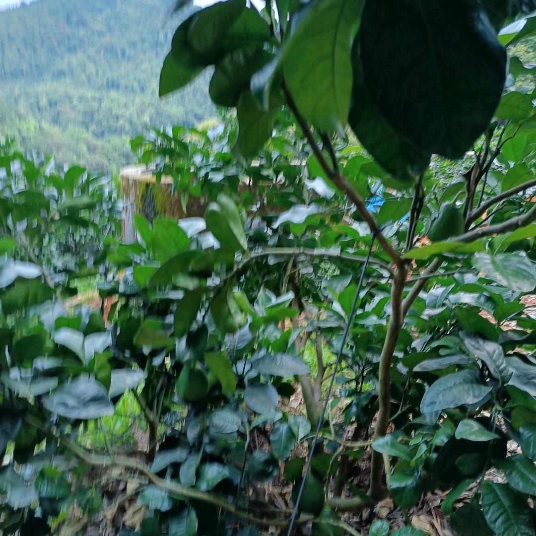 张添清