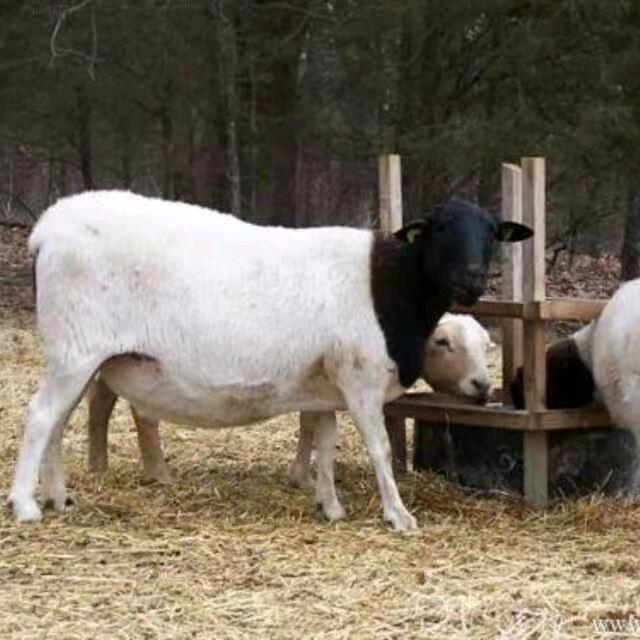 鲁兴畜牧养殖