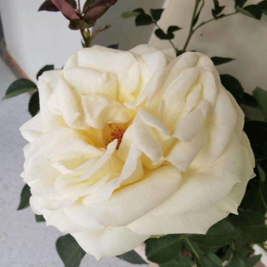 派大星～(^з^)-☆