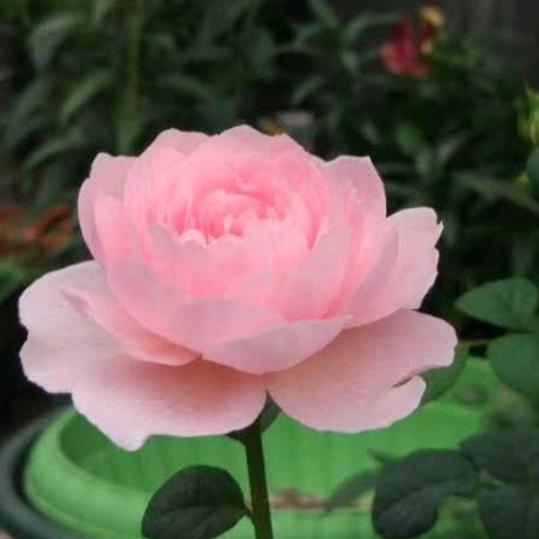 🌹幸福快乐🌹兵麻麻🇨🇳🇨🇳