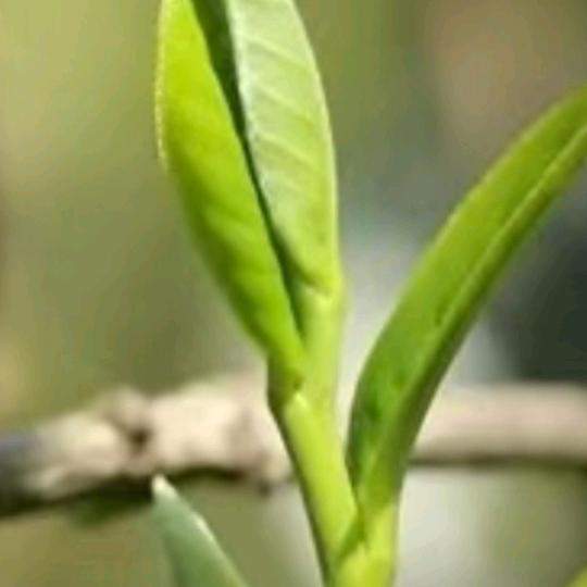 云南邦东岩石古树茶[昔归产区]