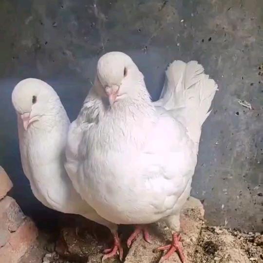 泌阳老血统马犬