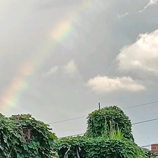 风雨飘飘