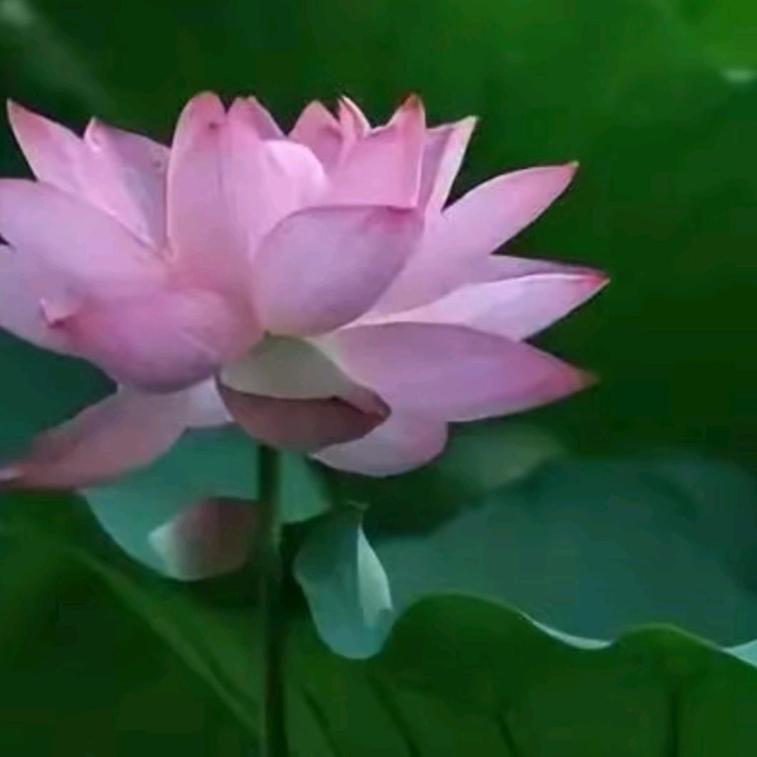王永芬🦋