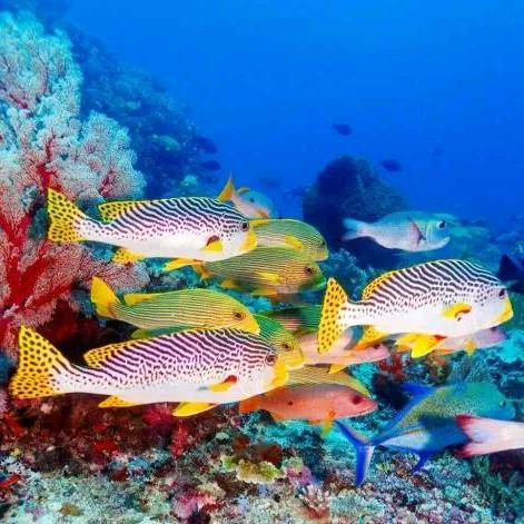 渔丰源鱼水产品批发