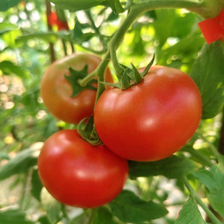 🍓草莓🍓小番茄🍅采摘园🍓🍒