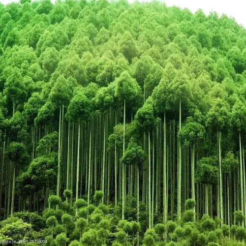 权添祺