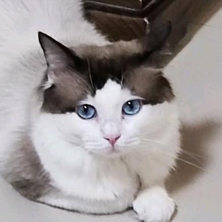 家有萌宠
