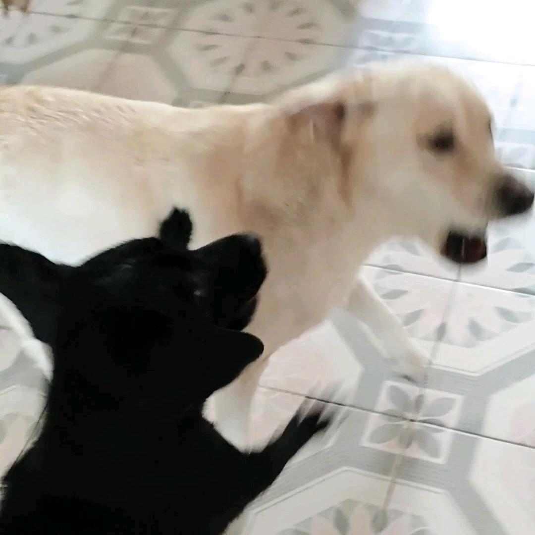 当不舔狗养了两只馋狗