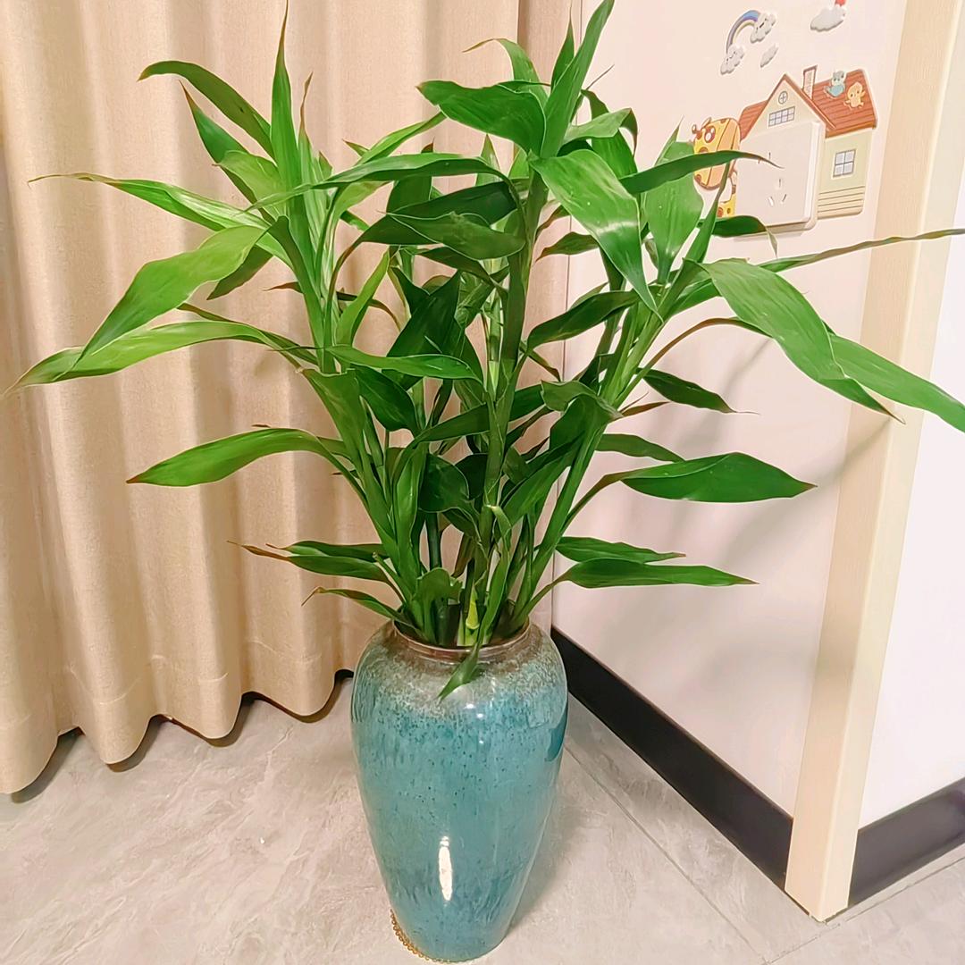 张小胖不胖