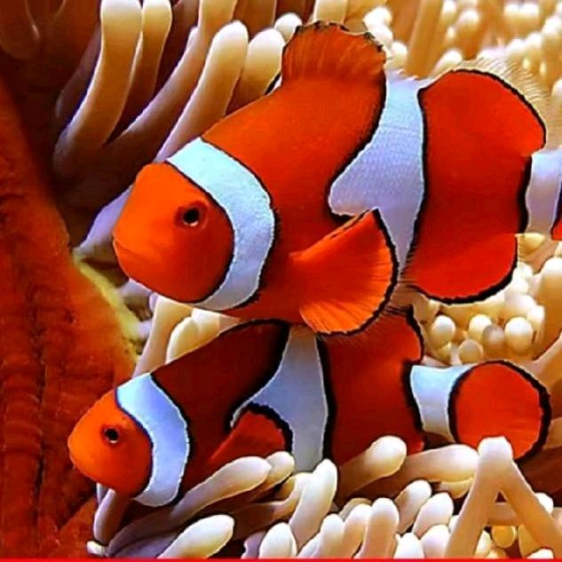 游海小丑鱼