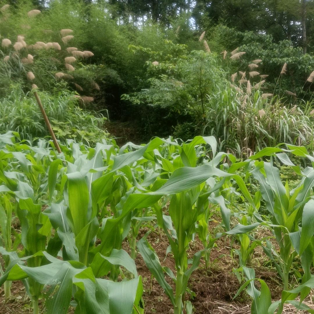 标哥