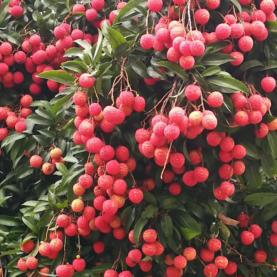 嘉宝果园果苗培育基地