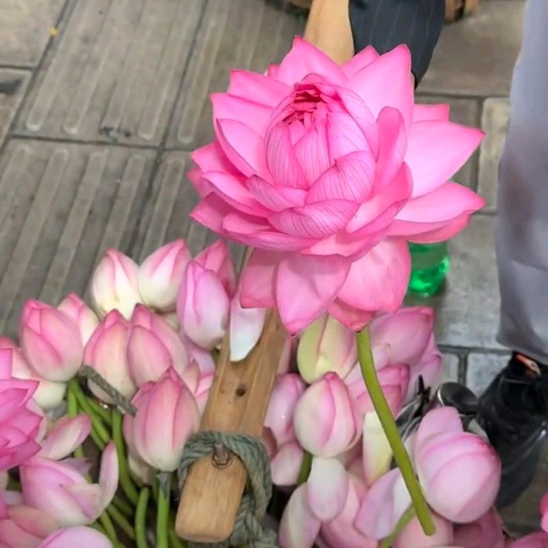 刘花花（开学版）