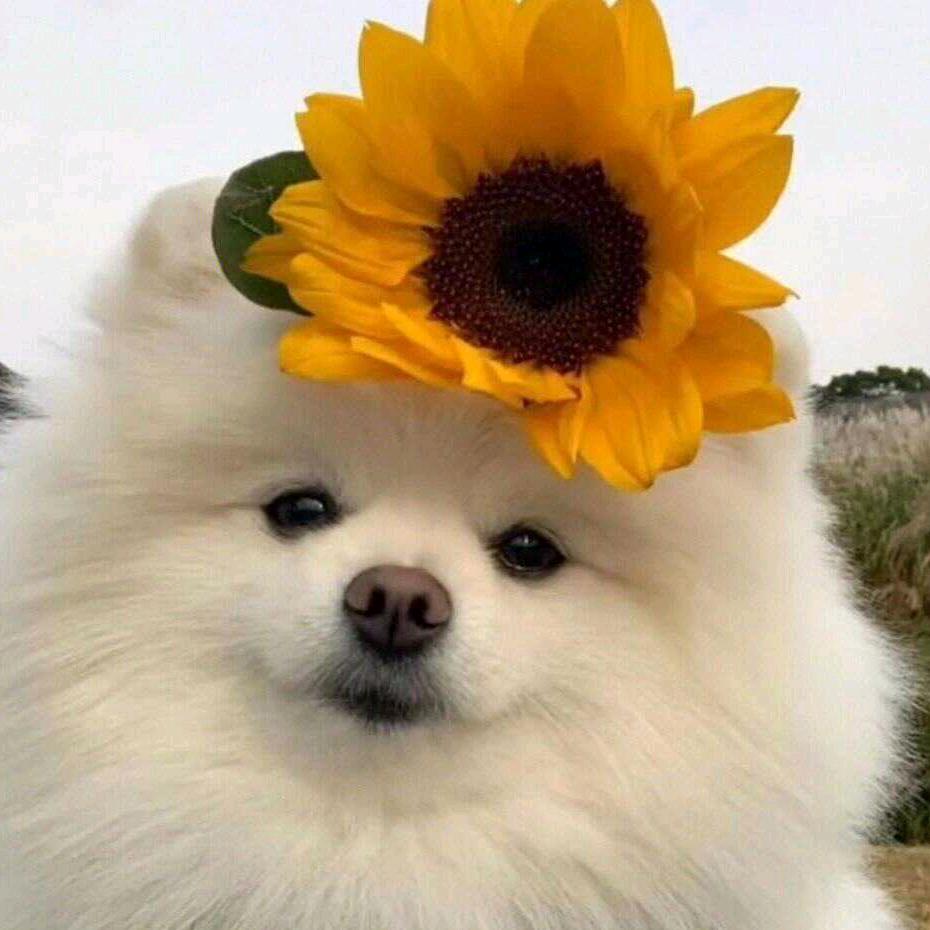 ༃༂࿑࿑࿑༒࿑࿑࿑༃༂