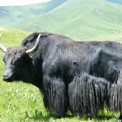 《高原特产厂家直销阿容》1⃣3⃣7⃣6⃣