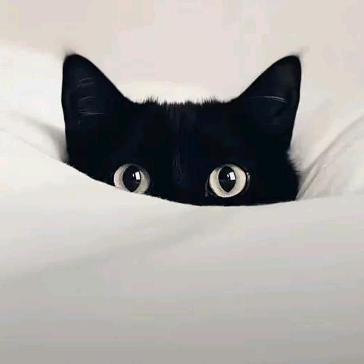 “疯”止意难平