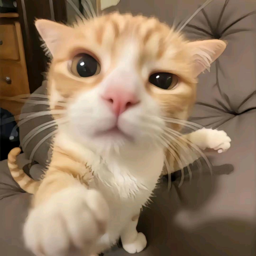 蛋