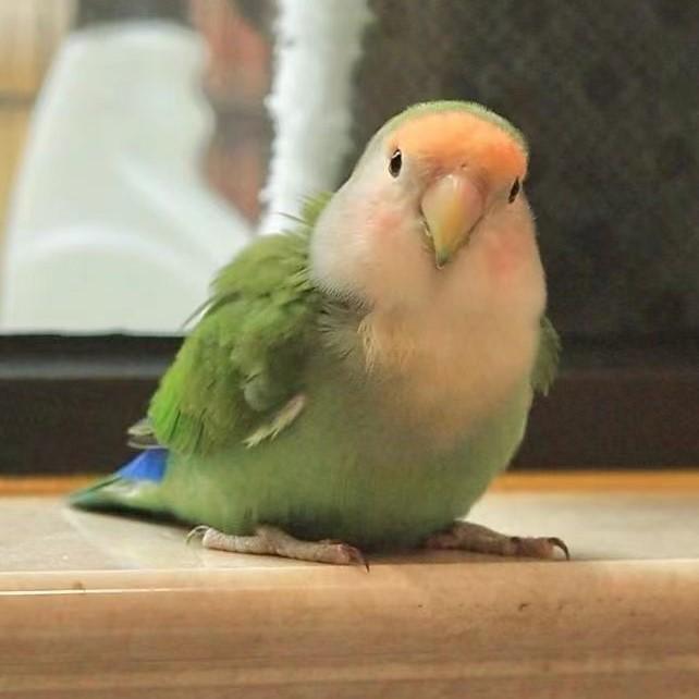 顺书宠物