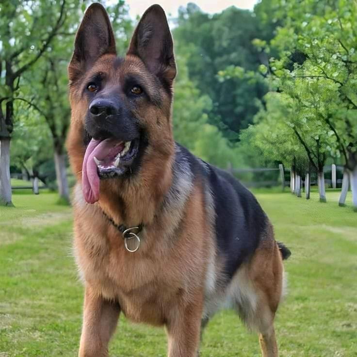 家有可爱德牧🚁