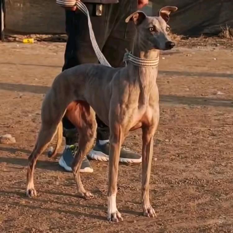 友缘犬业
