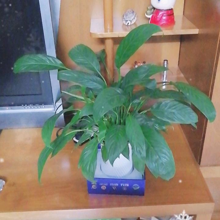 毛鸿菲