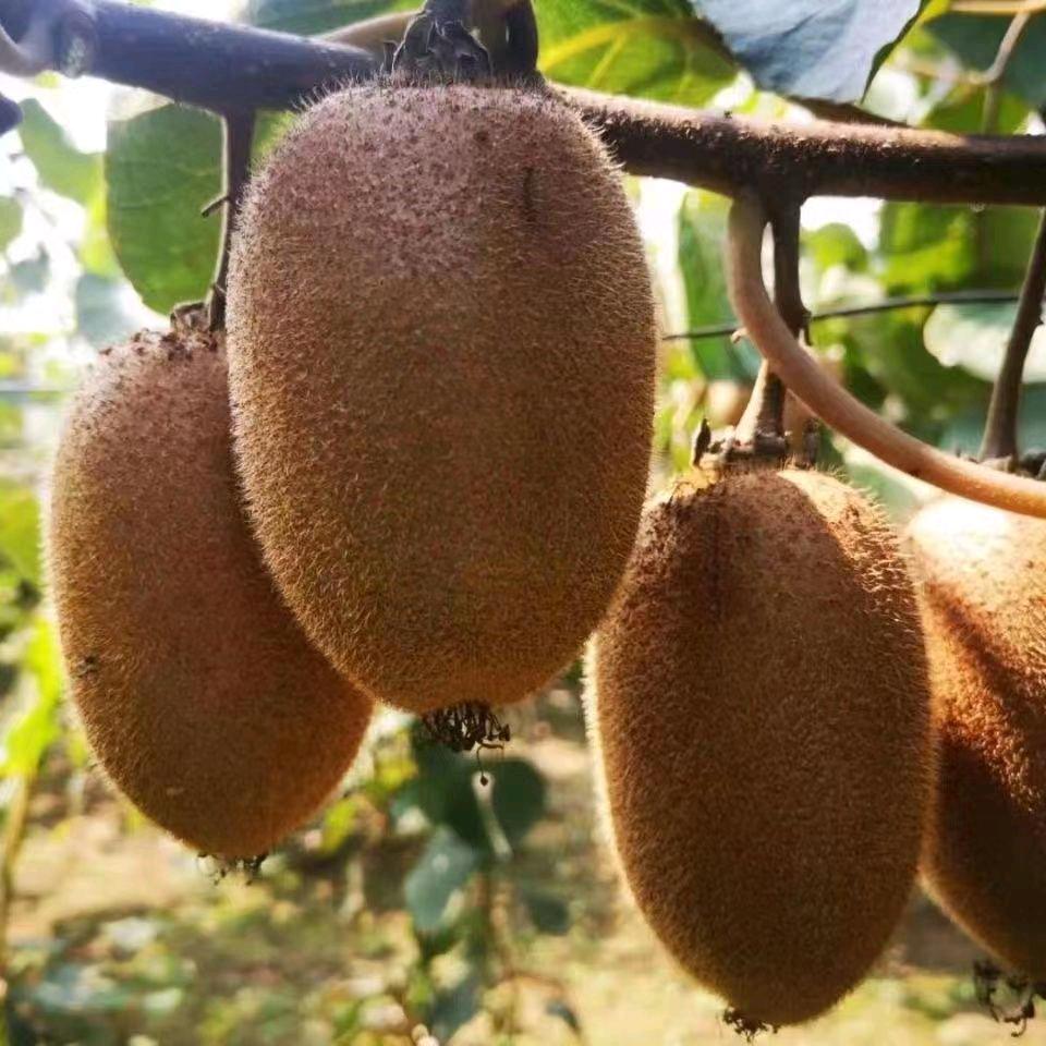 汇果居生鲜