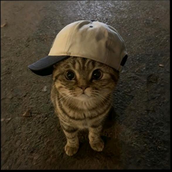 𝐹𝑜𝑟𝑒𝑣𝑒𝑟✨