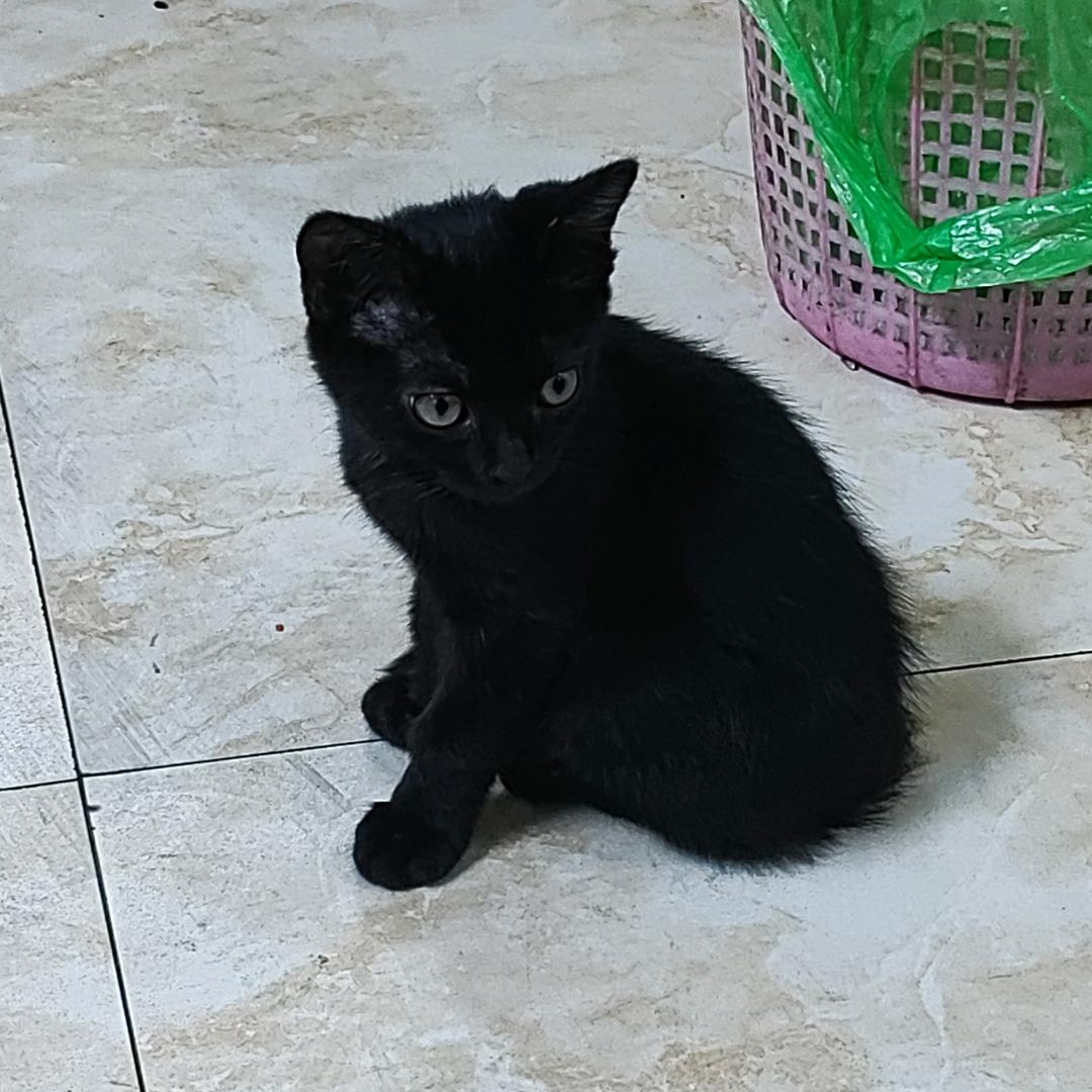 网恋被骗两个亿