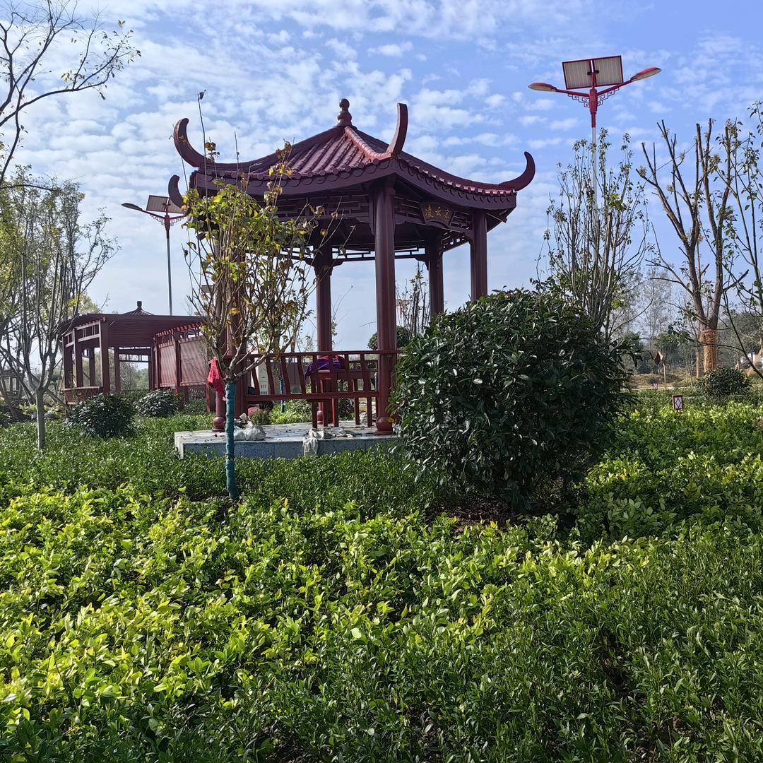 俊鑫苗木（湖北香樟）