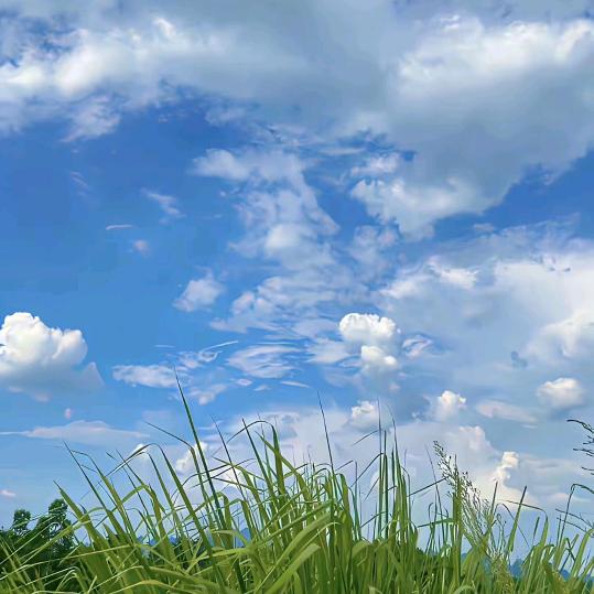 瑶豆