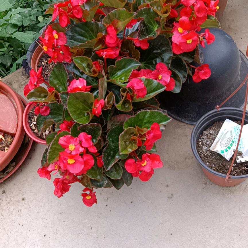 幸福安康（金会玲）