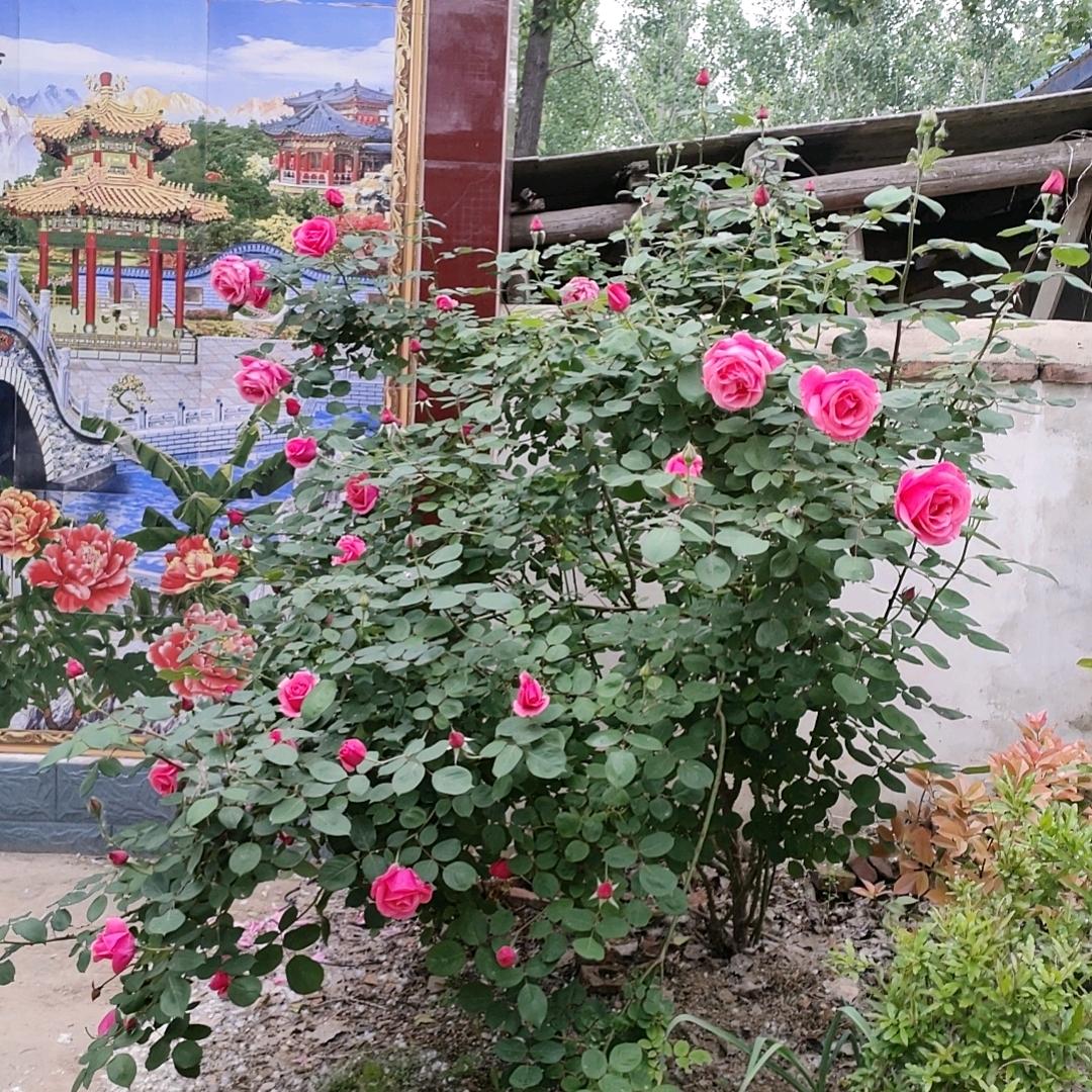 专业楼梯