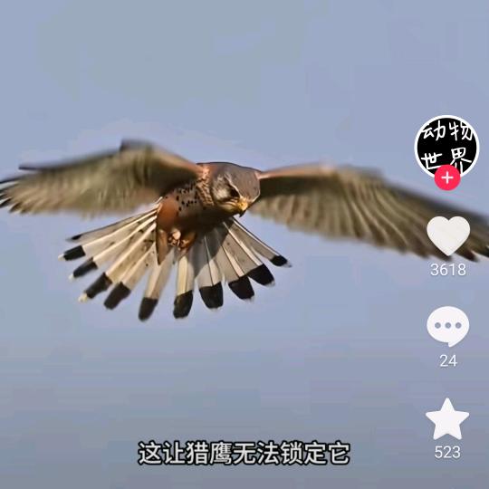 雪鹰