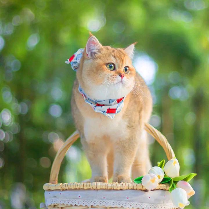 北极的小熊
