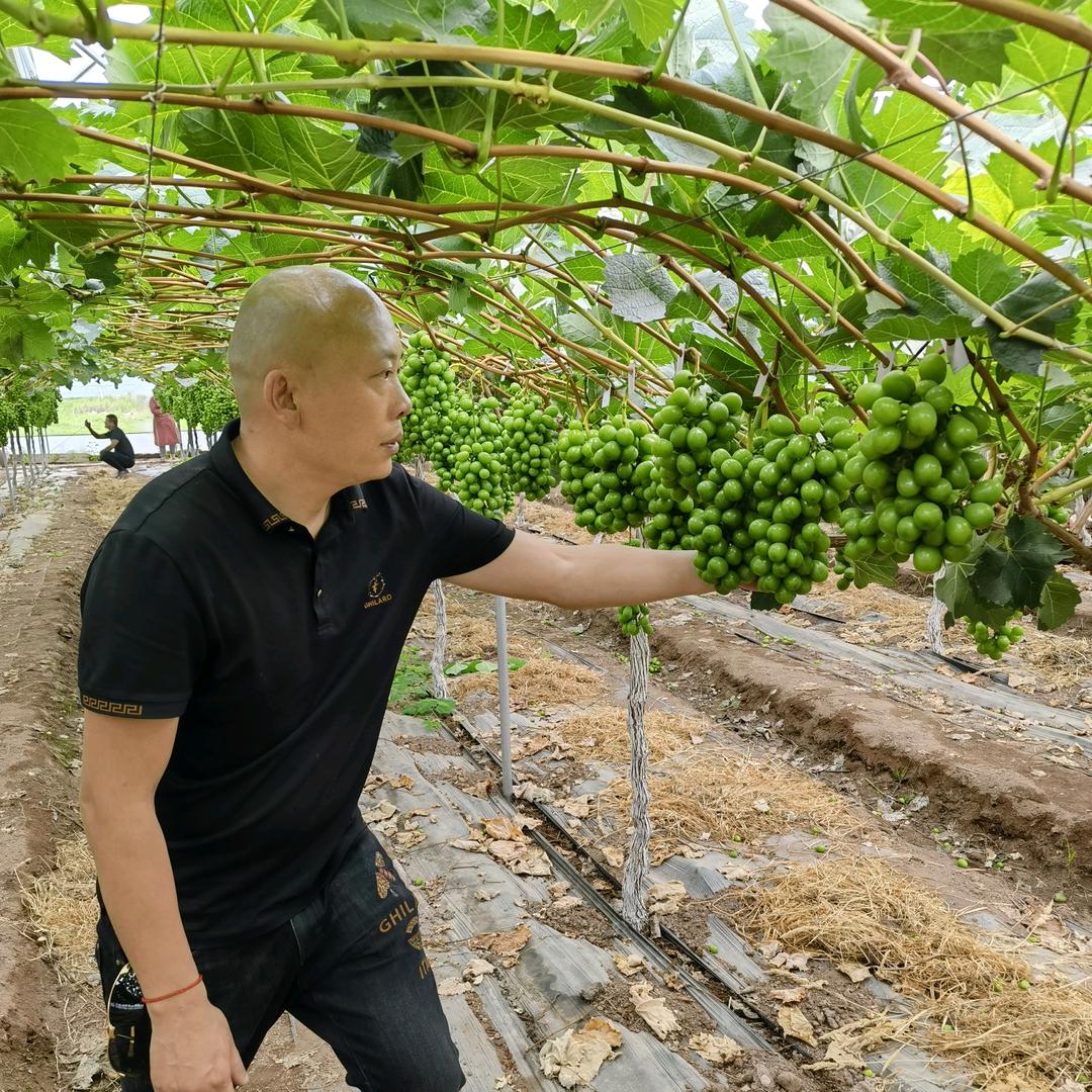 禾露农业梁仕明