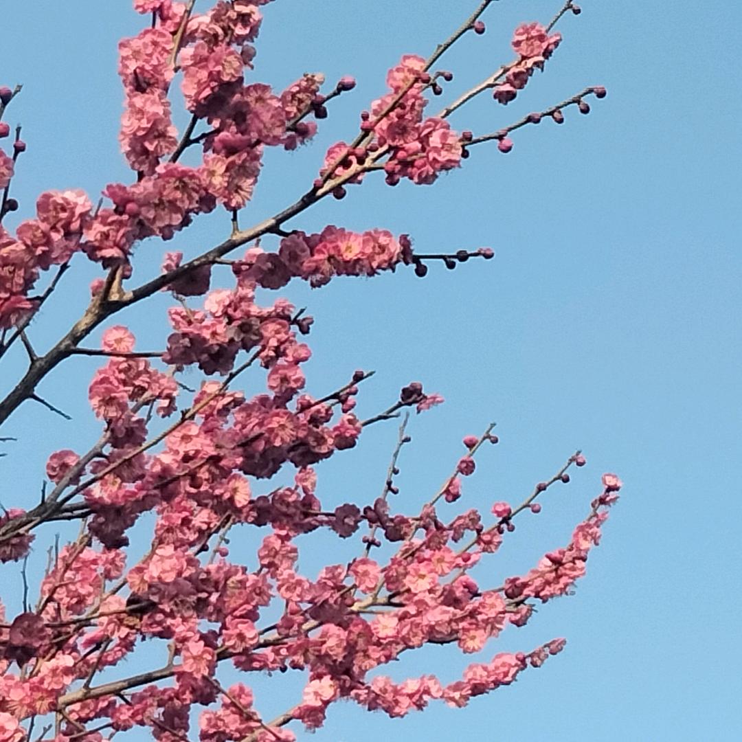 小米椒