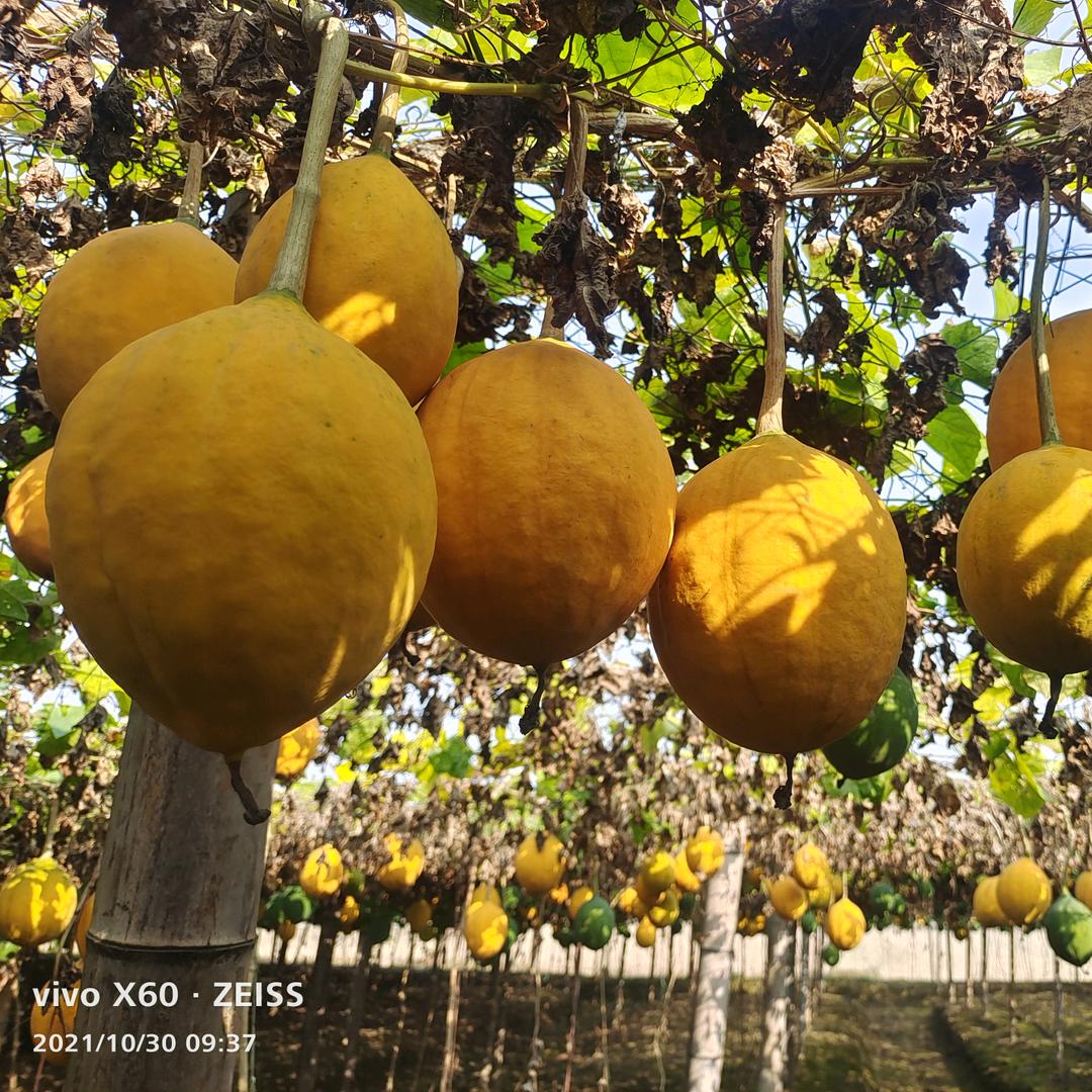 💞新蔡农业种植💞