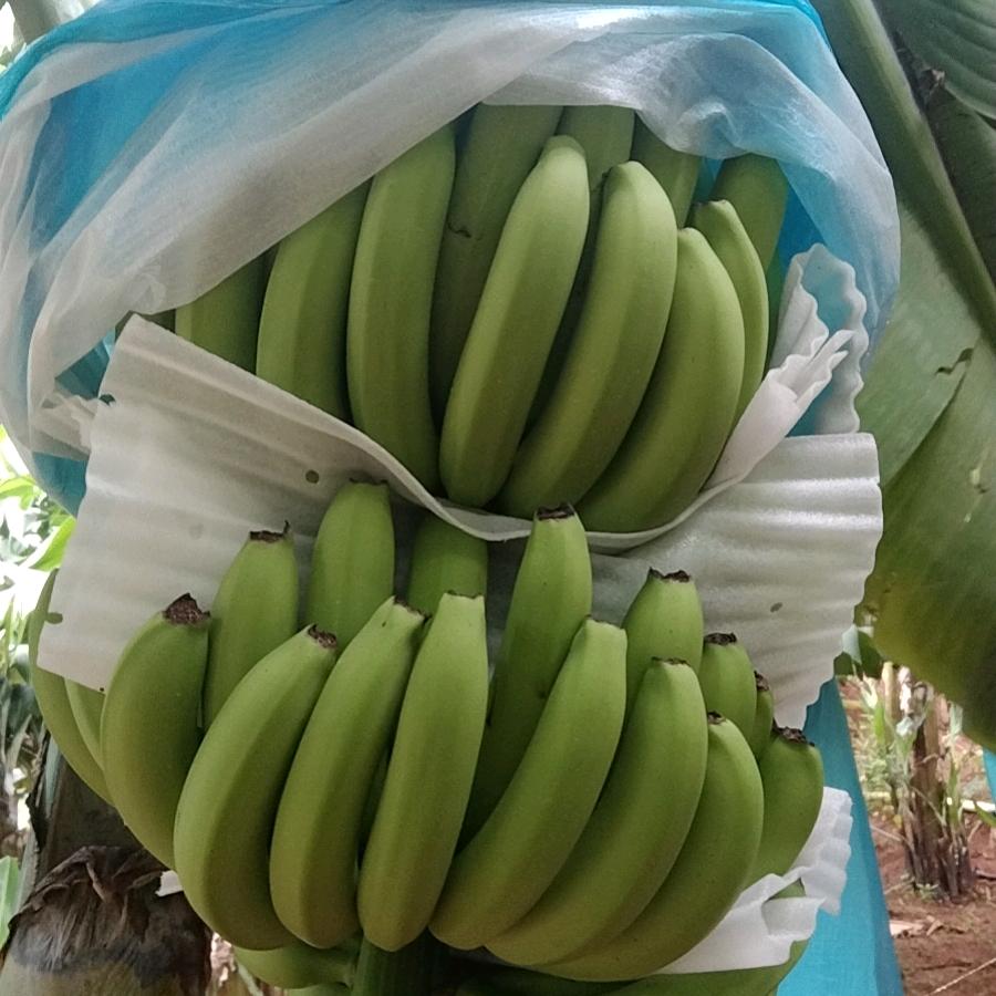 香蕉小哥