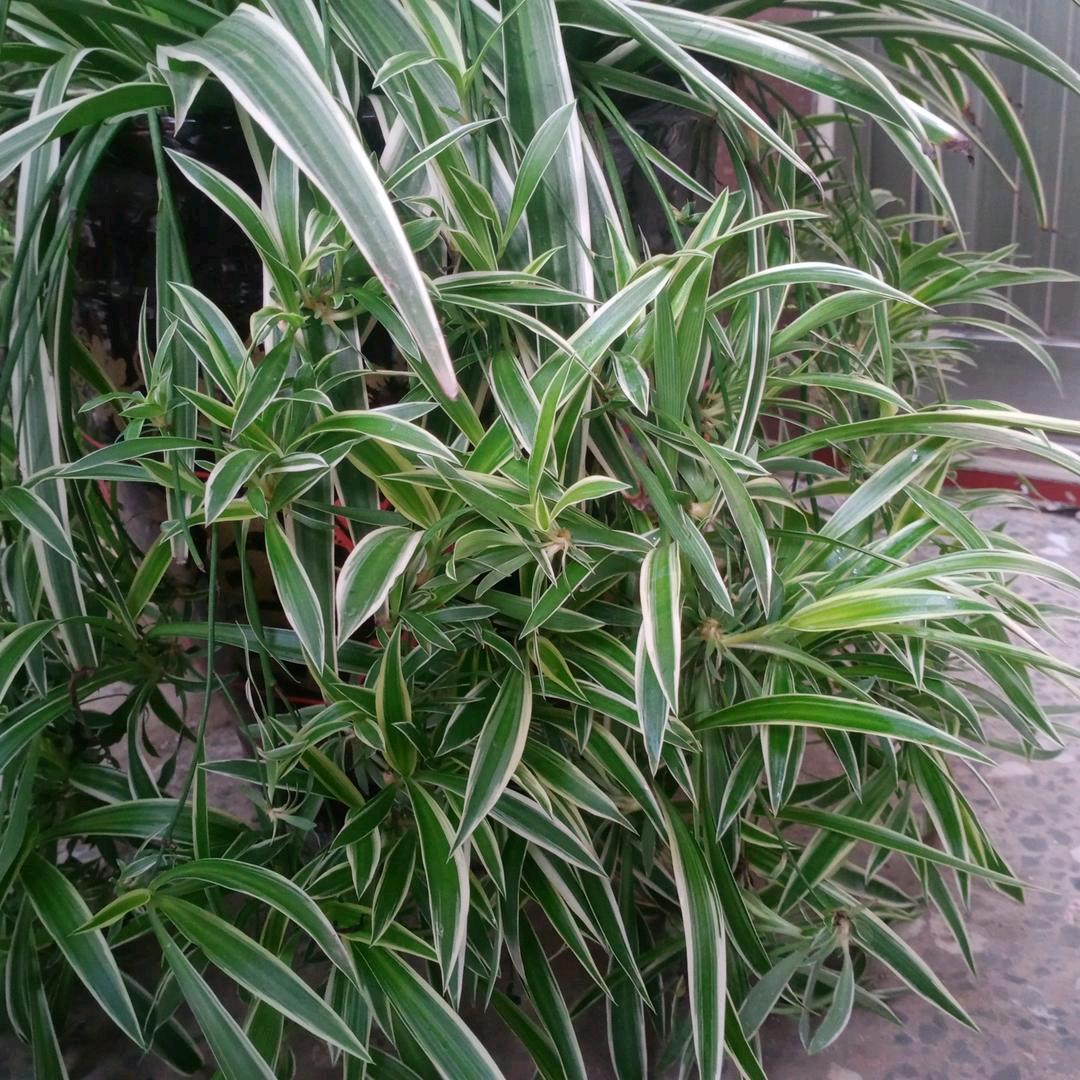 🌸🌸笑对人生🌹🌹👑👑🌷🌷