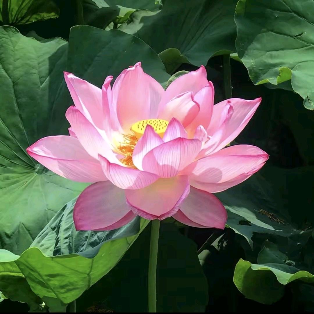 睡裤