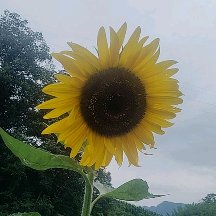 小琼